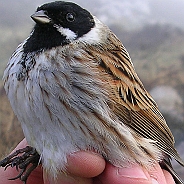 Common Reed Bunting